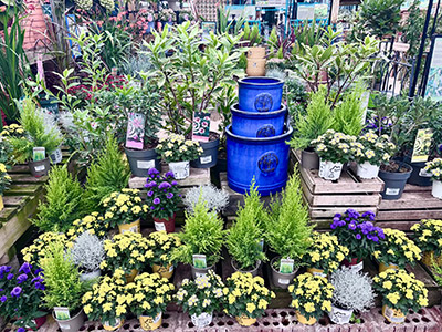 Plants & Shrubs